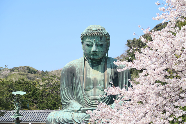 The Great Buddha of Kamakura with Cherry Blossoms