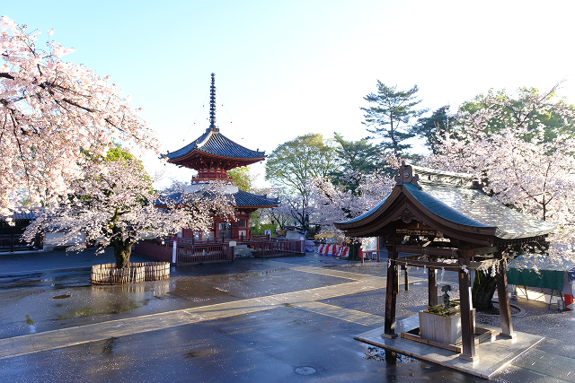 Kitain Temple with Cherry Blossoms