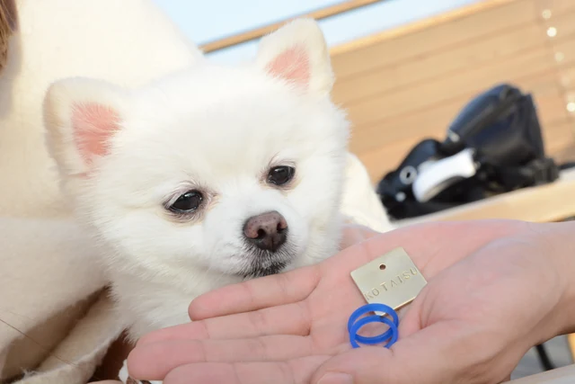完成したペットタグと愛犬