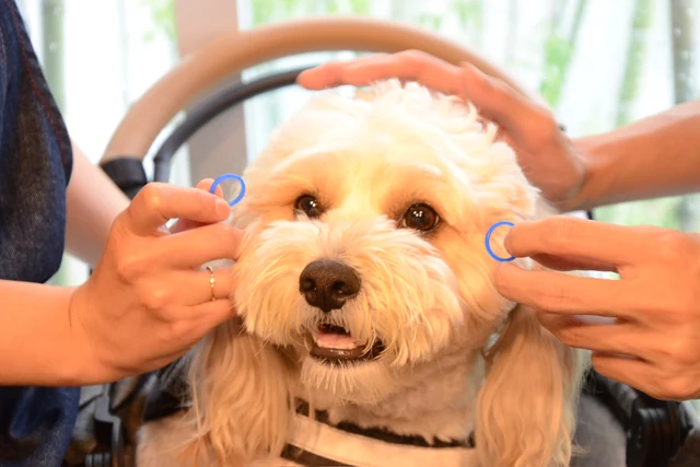 指輪をかざしてもらう愛犬