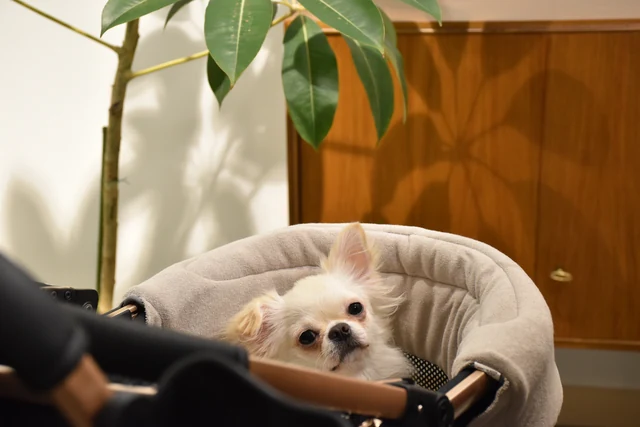店内のペット用ベッドでくつろぐ愛犬
