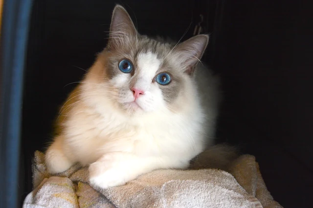 店内でくつろぐ猫