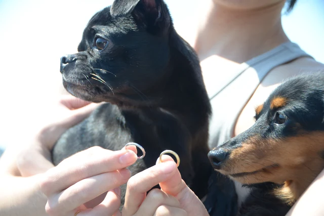 指輪を手にしたおふたりと2匹の愛犬