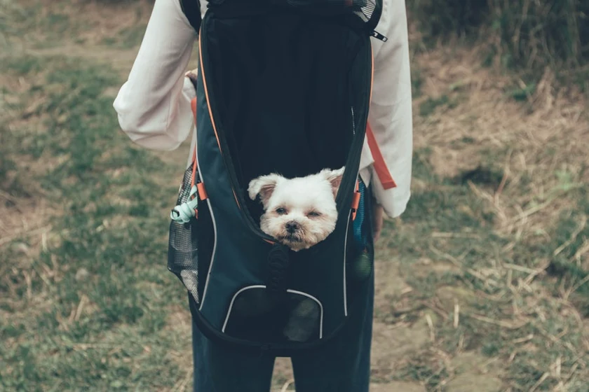 キャリーバッグに入って来店する愛犬