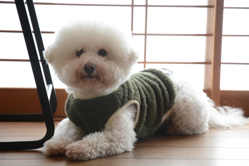 セーターを着てくつろぐ愛犬