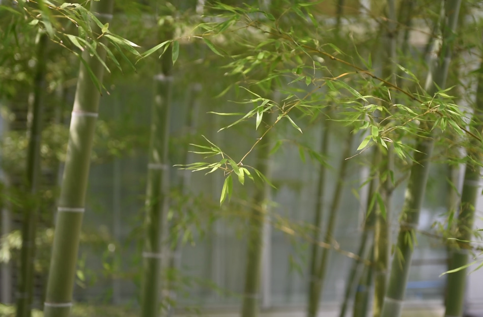 竹林の広がる敷地内